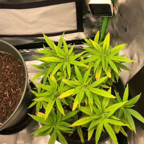 Henriette growlog timeline photo