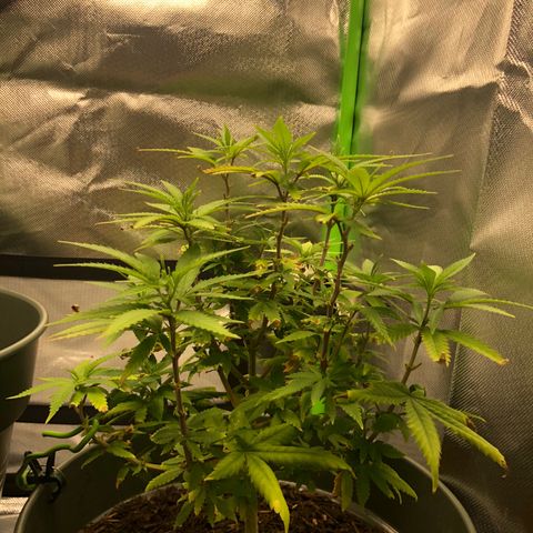 Henriette growlog timeline photo