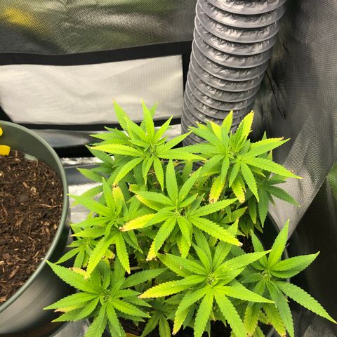 Henriette growlog timeline photo