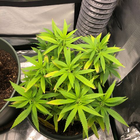 Henriette growlog timeline photo