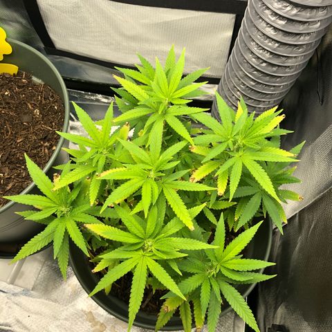 Henriette growlog timeline photo