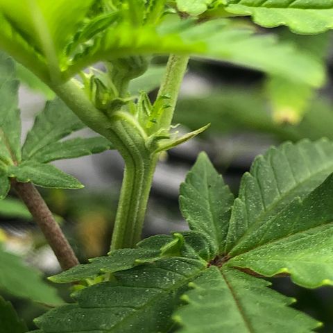 Henriette growlog timeline photo