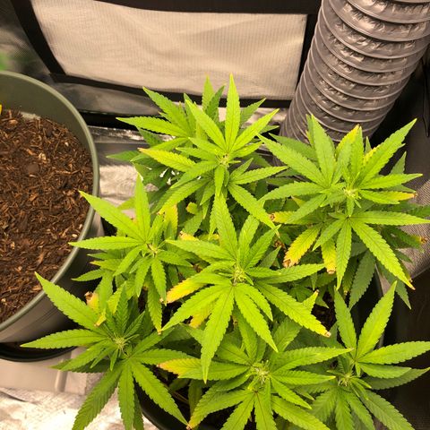 Henriette growlog timeline photo