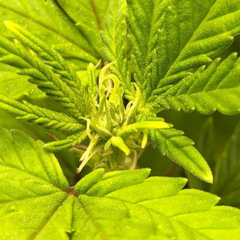 Henriette growlog timeline photo