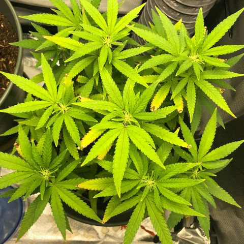 Henriette growlog timeline photo