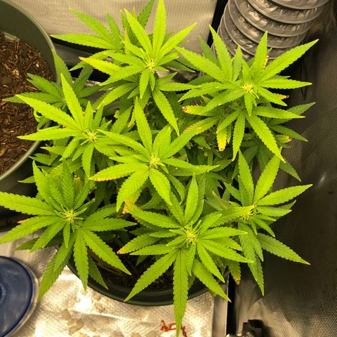 Henriette growlog timeline photo
