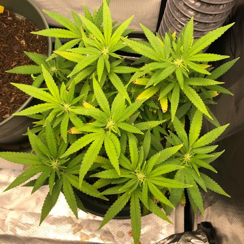 Henriette growlog timeline photo