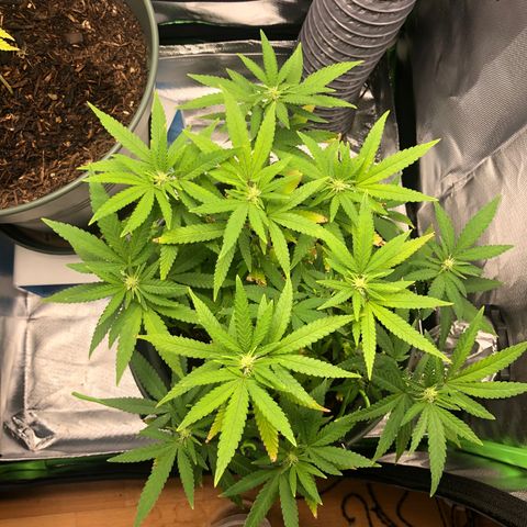 Henriette growlog timeline photo