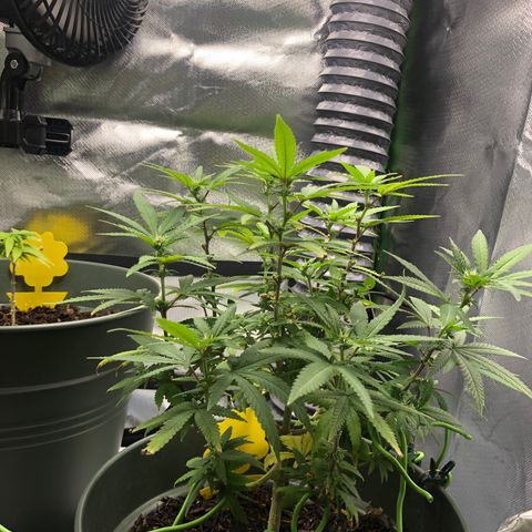 Henriette growlog timeline photo