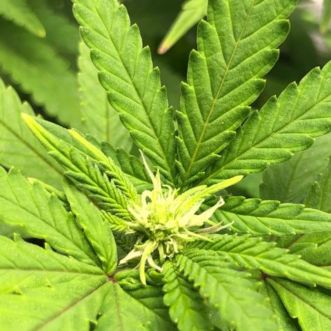 Henriette growlog timeline photo
