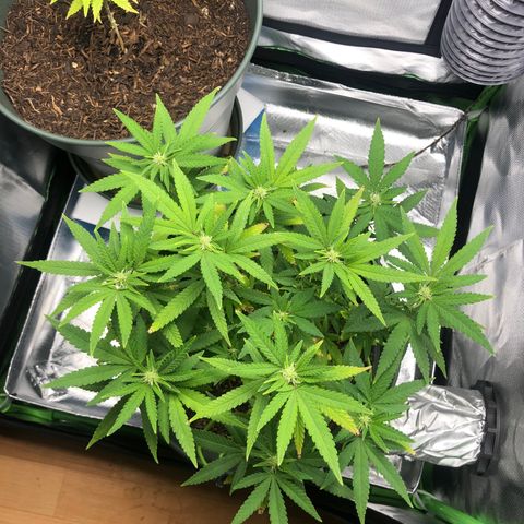 Henriette growlog timeline photo