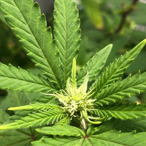 Henriette growlog timeline photo