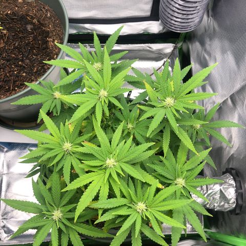 Henriette growlog timeline photo