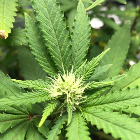 Henriette growlog timeline photo