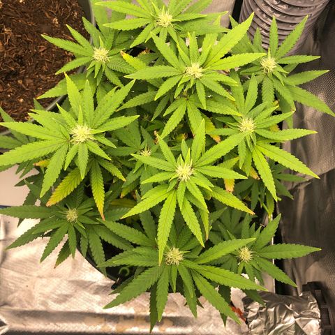 Henriette growlog timeline photo