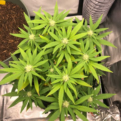 Henriette growlog timeline photo