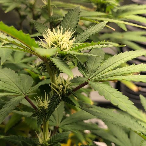 Henriette growlog timeline photo