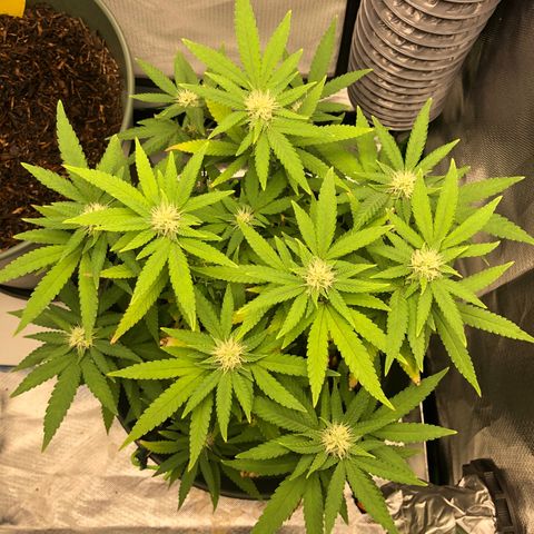 Henriette growlog timeline photo