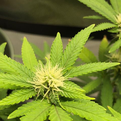 Henriette growlog timeline photo