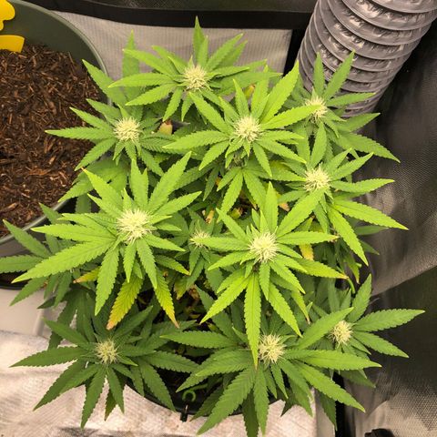 Henriette growlog timeline photo