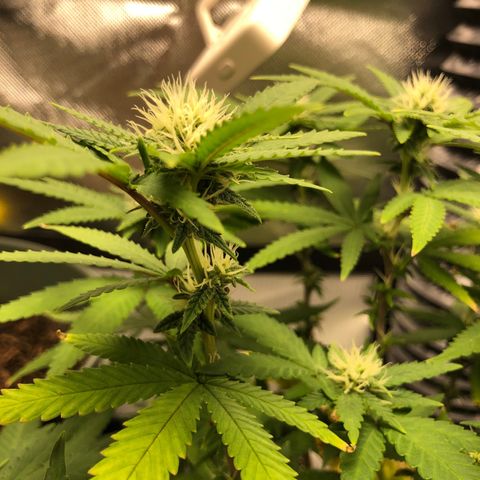 Henriette growlog timeline photo