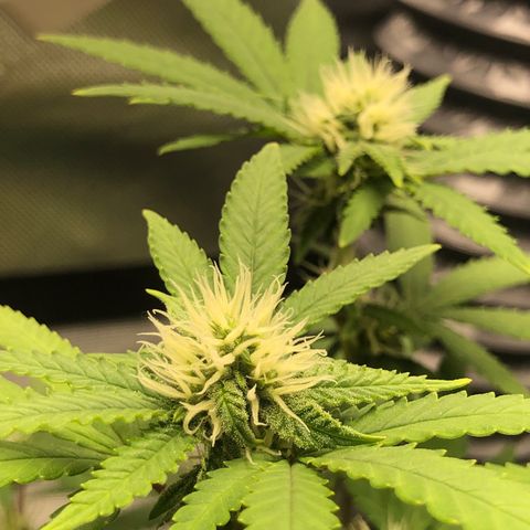 Henriette growlog timeline photo