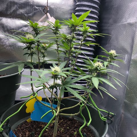 Henriette growlog timeline photo