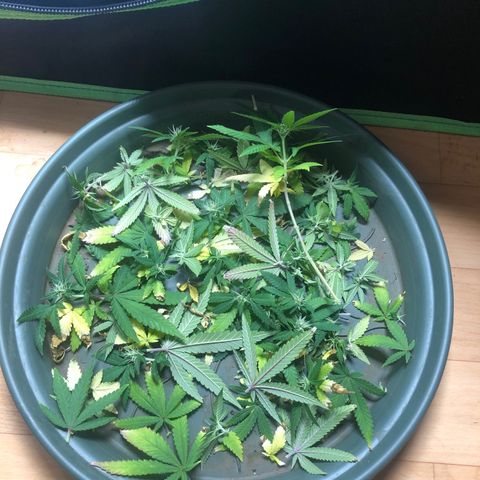 Henriette growlog timeline photo