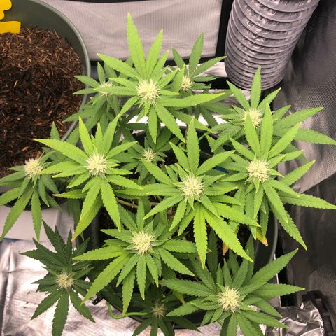 Henriette growlog timeline photo