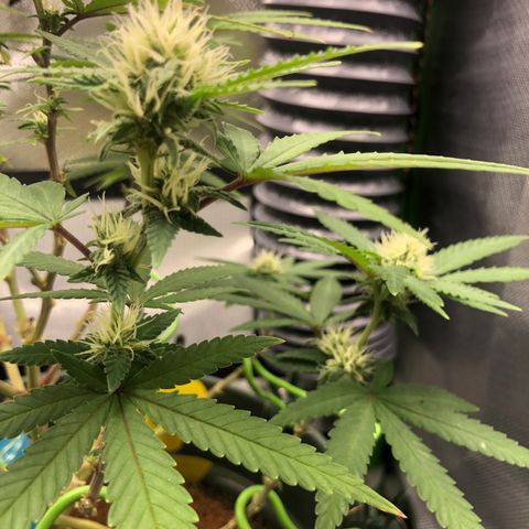 Henriette growlog timeline photo