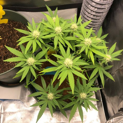 Henriette growlog timeline photo