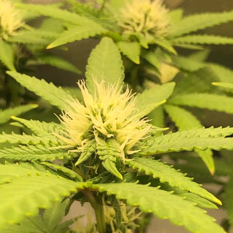 Henriette growlog timeline photo