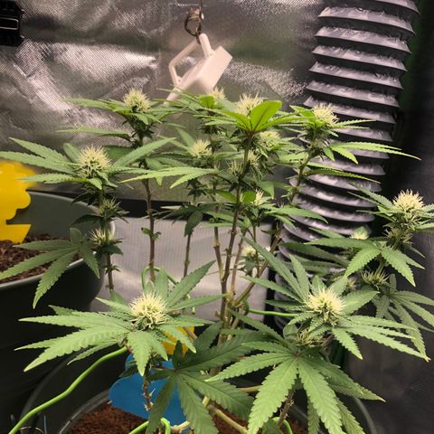 Henriette growlog timeline photo