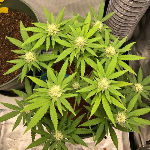 Henriette growlog timeline photo