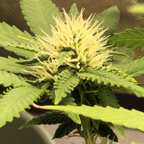 Henriette growlog timeline photo