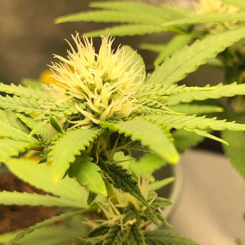 Henriette growlog timeline photo