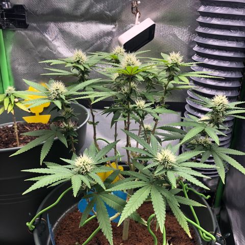 Henriette growlog timeline photo