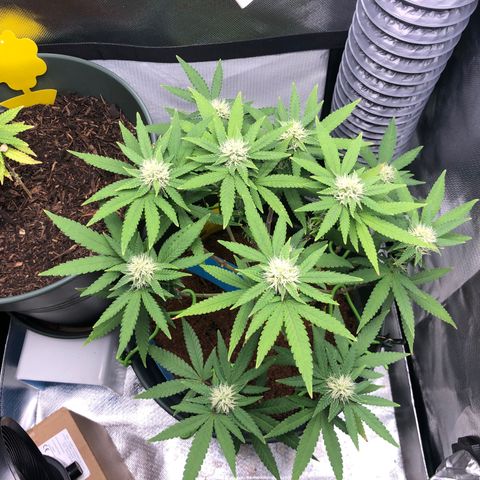 Henriette growlog timeline photo