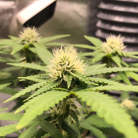 Henriette growlog timeline photo