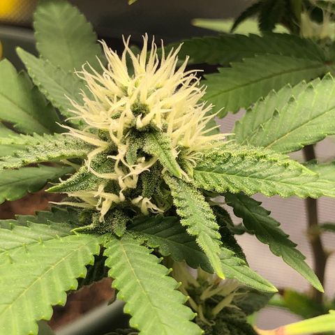 Henriette growlog timeline photo