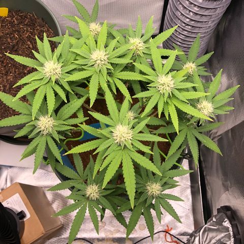 Henriette growlog timeline photo