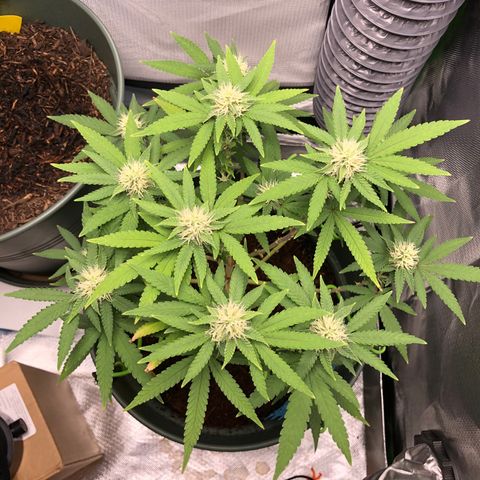 Henriette growlog timeline photo