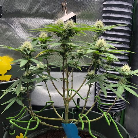 Henriette growlog timeline photo