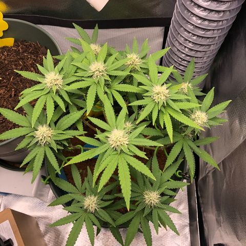 Henriette growlog timeline photo