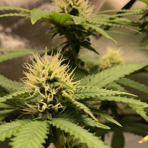 Henriette growlog timeline photo