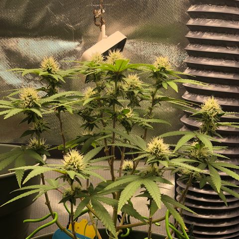 Henriette growlog timeline photo