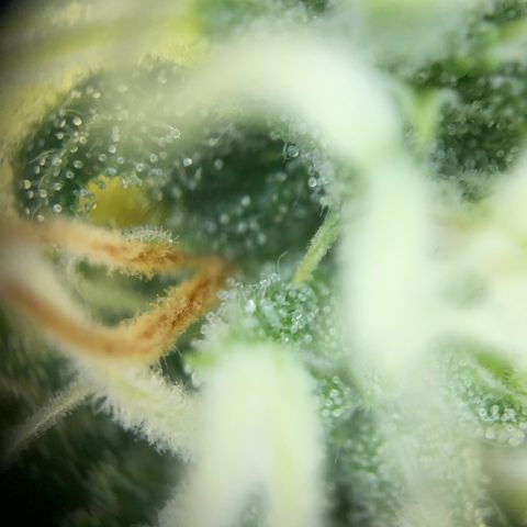 Henriette growlog timeline photo