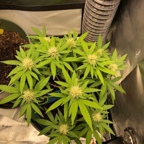Henriette growlog timeline photo