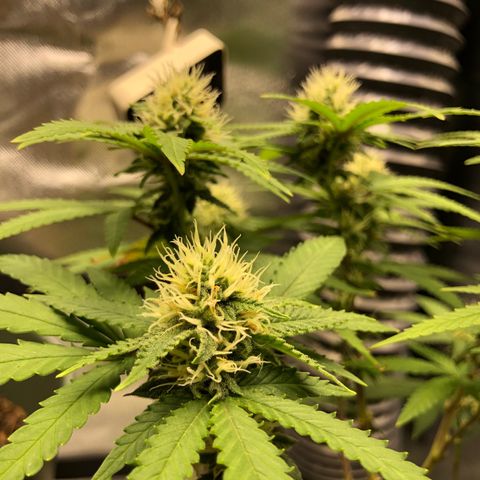 Henriette growlog timeline photo