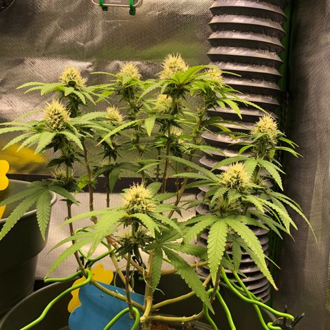 Henriette growlog timeline photo